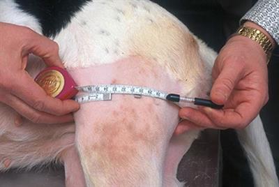 Variables Affecting Thigh Girth Measurement and Observer Reliability in Dogs